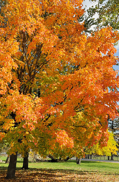 istock Autumn in Michigan 171152582