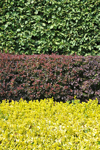 Hornbeam,berberis and golden privet hedges.