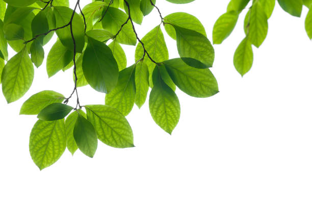 istock Green leaves on white background 171152618