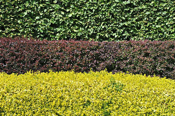 Hornbeam,berberis and golden privet hedges. Hornbeam,berberis and golden privet hedges. privet stock pictures, royalty-free photos & images