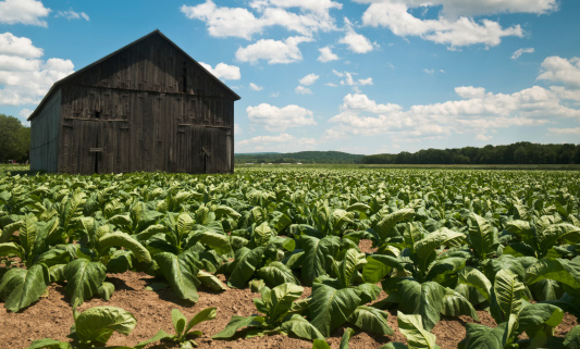 Green leaves of tobacco grow in a field surroundig a tobacco barn in the Pioneer Valley of Massachusetts on the border of Amherst and Hadley
