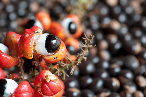 Guarana fruit and seeds stock photo