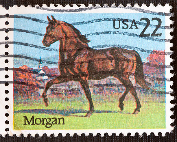 istock Morgan Horse Stamp 171152790