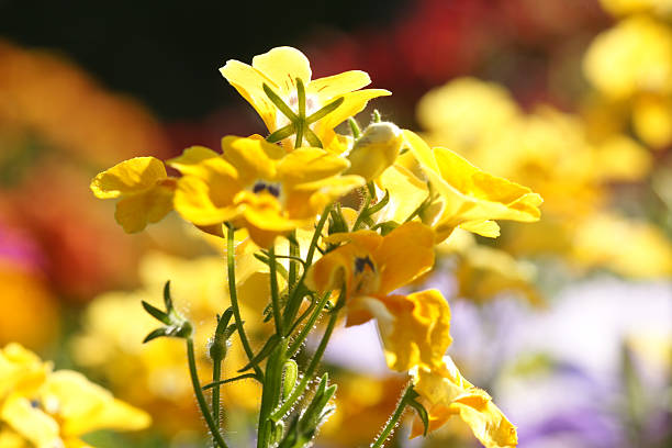 onze espelho da contra-luz - nemesia fruticans - fotografias e filmes do acervo