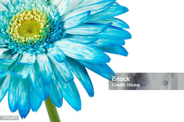 Blu Gerbera Primavera Fiore Bellezza Naturale - Fotografie stock e altre immagini di Fiore - Fiore, Astratto, Arancione