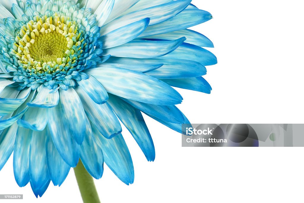 블루 gerbera, 연두빛 시간 아이리스입니다 자연미 - 로열티 프리 꽃-식물 스톡 사진