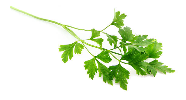 flat parsley - peterselie illustraties stockfoto's en -beelden