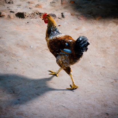 African chicken wandering around, slight motion in head.