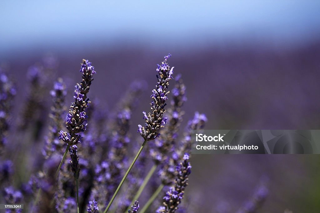 Plano aproximado de Flores de Lavanda - Royalty-free Agricultura Foto de stock