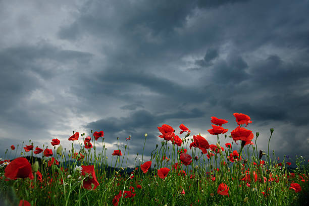 poppy field in cloudy day poppy field in a cloudy day. corn poppy photos stock pictures, royalty-free photos & images