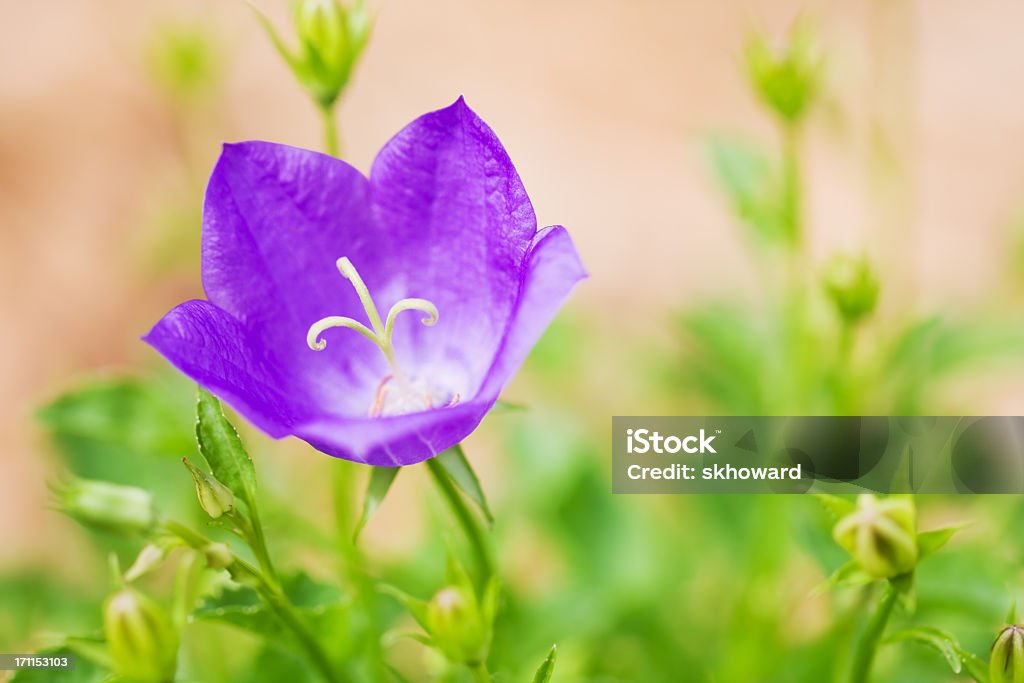 Campanula-Campanula Carpatica - Foto stock royalty-free di Campanula - Fiore delle zone temperate