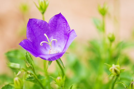 chicory blue flower of the asteraceae family