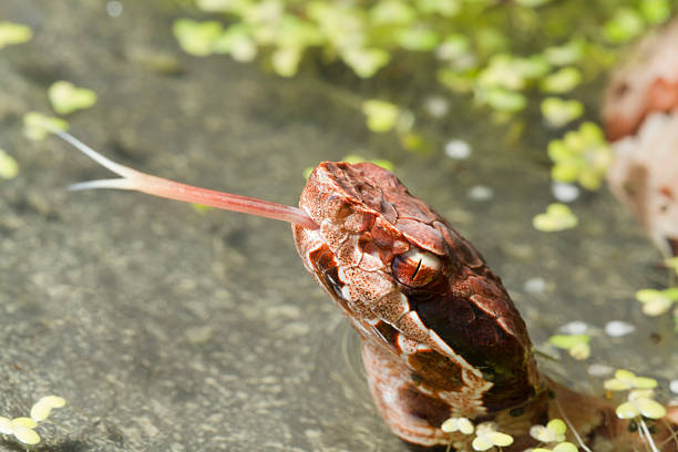 woda mokasyn wąż (cottonmouth) z rosochatym językiem - water snake zdjęcia i obrazy z banku zdjęć