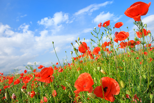 red poppies in grass.