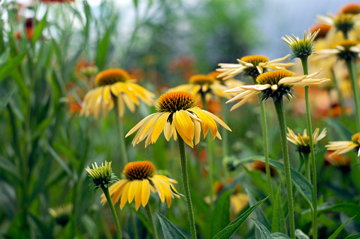 Garden full of yellow Coneflowers (Echinacea).  Selective Focus.