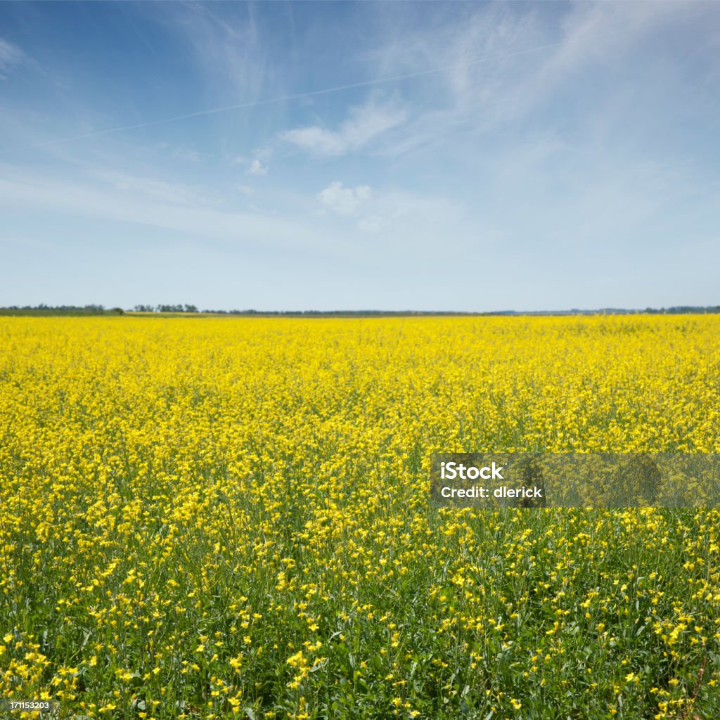 Colza campo em plena floração - Foto de stock de Agricultura royalty-free