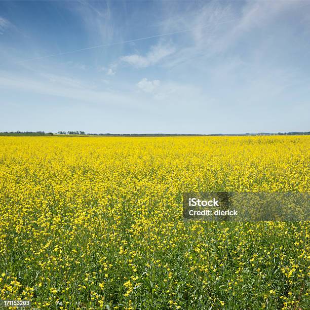 Рапсовое Поле In Full Bloom — стоковые фотографии и другие картинки Без людей - Без людей, Время года, Горизонт над землей