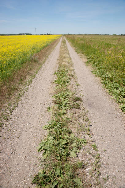panorama di strada di terra su praterie - clover field blue crop foto e immagini stock