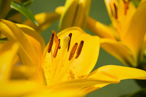 Close-up of the stamen and pistil of a yellow lily. Yellow Lily. Selective focus. A yellow lily flower growing in a summer garden. Yellow hybrid lilies.