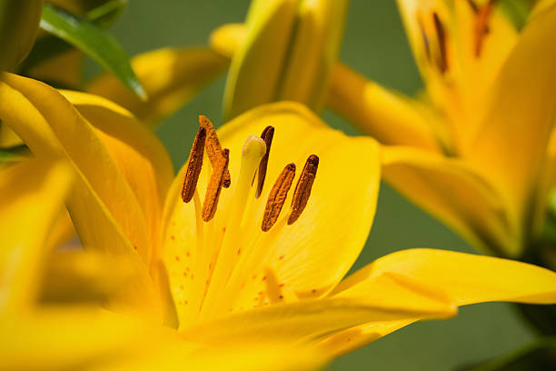 złoty żółty lilia-lilii asiatic mała pszczoła - lily lily family temperate flower asiatic lily zdjęcia i obrazy z banku zdjęć