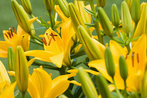 릴리-릴리움 asiatic 작은 꿀벌 - asiatic lily 뉴스 사진 이미지