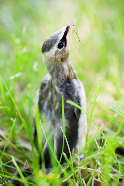 A baby Cedar Waxwing.  Shallow depth of field - focus on head.