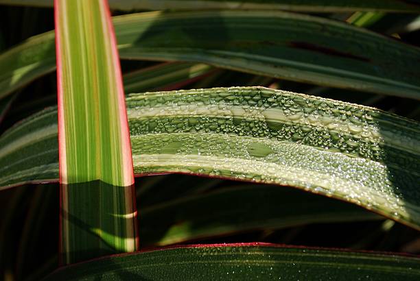 Raindrops on native New Zealand Flax (Phormium) lit by the sun. New Zealand Flax is also known as Harakeke.
