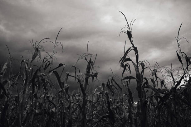 istock Titolo: dry corn plants before harvest in black and white 1711534443