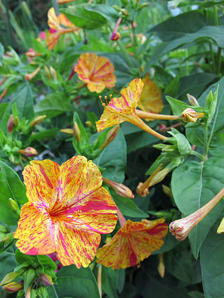 Wunderblume (Mirabilis jalapa) four o'clock flower or marvel of Peru Wunderblume (Mirabilis jalapa). four o'clock flower or marvel of Peru. to be found in tropical forests as in peru, mexico. came around 1512 to europe. mirabilis jalapa stock pictures, royalty-free photos & images