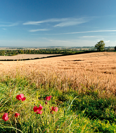 Summer Landscape after Harvest. Taken in the county of Lincolnshire, England.