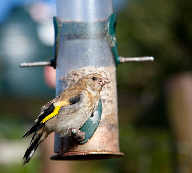 istock juvenile european  goldfinch 171153550