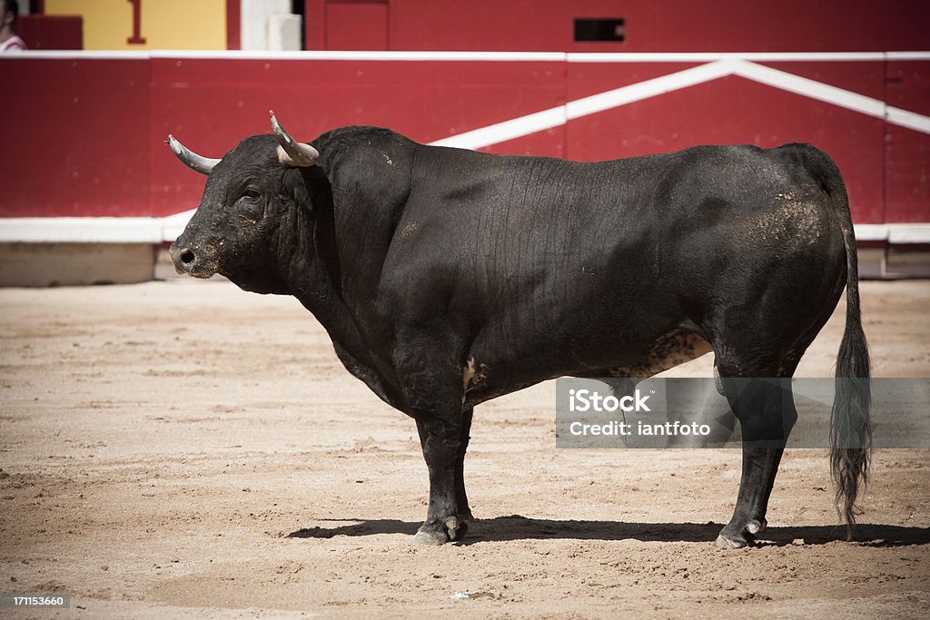 Bull en la Plaza de toros - Foto de stock de Toro - Animal libre de derechos