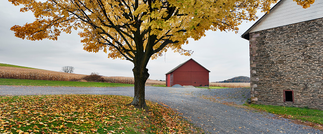 Bright yellow tree and a red barn