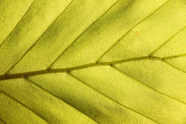istock Light green leaf of beech in the spring full frame 171153731
