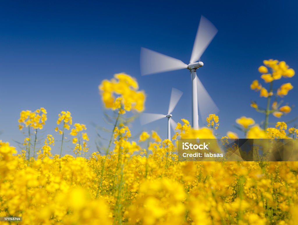 Turbine eoliche nel campo giallo.  L'energia sostenibile.  Polarizzate blu cielo. - Foto stock royalty-free di Colza