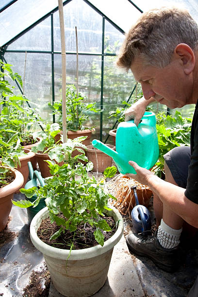 istock man watering tomato plant 171153760
