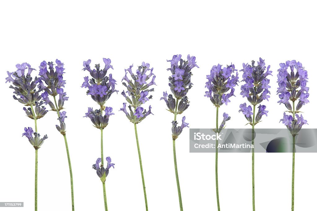 Lavendel (lavandula angustifolia) in einer Zeile, isoliert auf weiss - Lizenzfrei Lavendel Stock-Foto