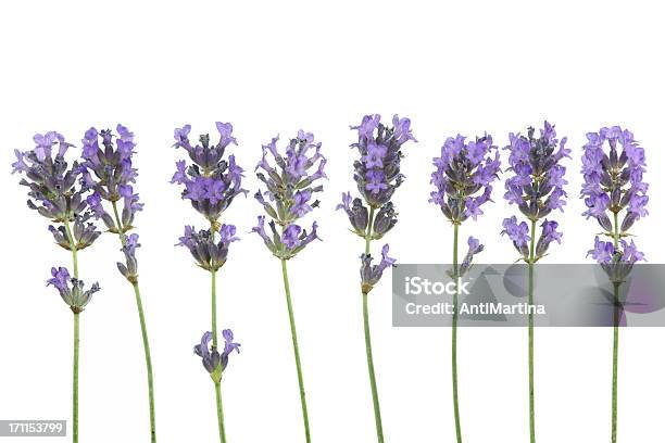 Lavendel In Einer Zeile Isoliert Auf Weiss Stockfoto und mehr Bilder von Lavendel