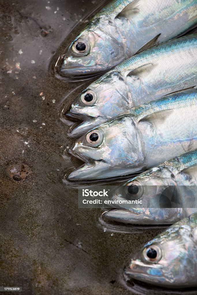 フ��レッシュな海の魚を街市場ます。 - 魚屋のロイヤリティフリーストックフォト