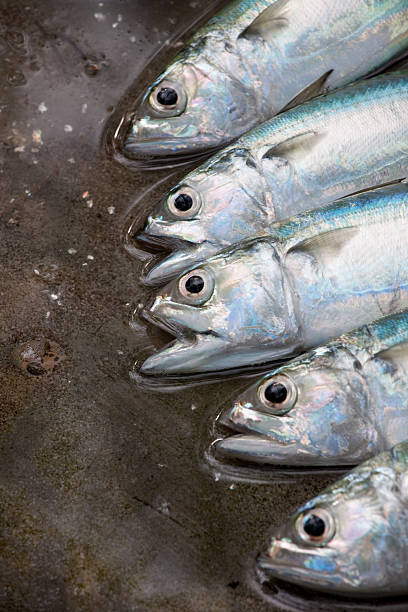 Fresh sea fish in a town market, Thailand.
