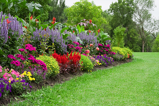 Colorful flower garden.