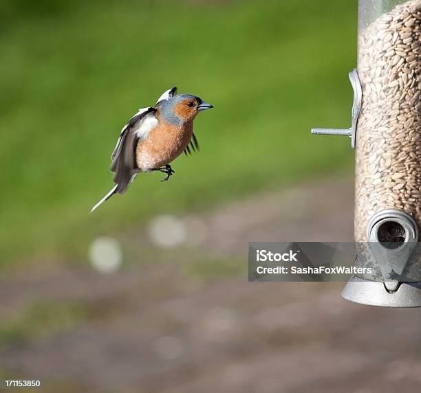 Chaffinch Approaching Birdfeeder Stock Photo - Download Image Now - Animal, Animal Wildlife, Bird