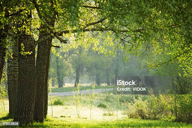 Verde Floresta - Fotografias de stock e mais imagens de Ao Ar Livre - Ao Ar Livre, Carvalhal, Carvalho