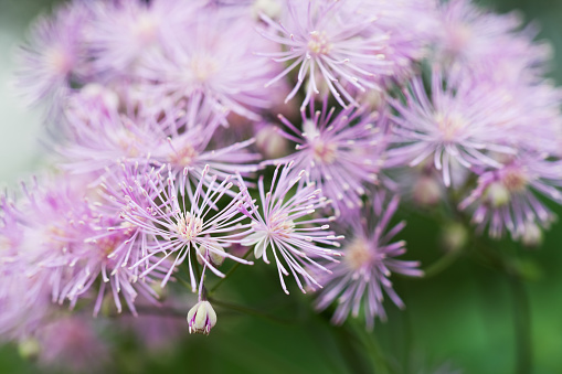 'Lavender Mist' Meadow Rue - Thalictrum rochebrunianum.