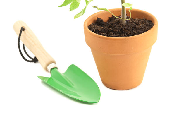 istock Planting a Tomato Plant and trowel 171153897