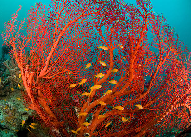 fire coral and sea goldies red fan coral, fire coral with sea goldies, underwater anthias fish photos stock pictures, royalty-free photos & images