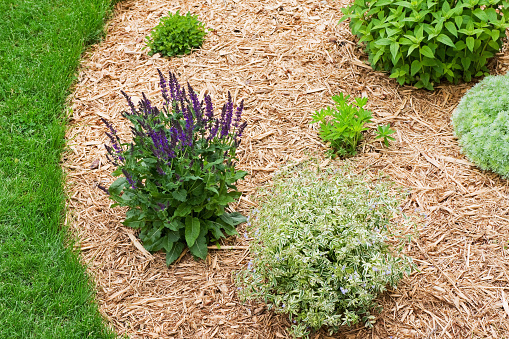 A flower garden that has been completely mulched with wood chips to help retain moisture and prevent weeds.