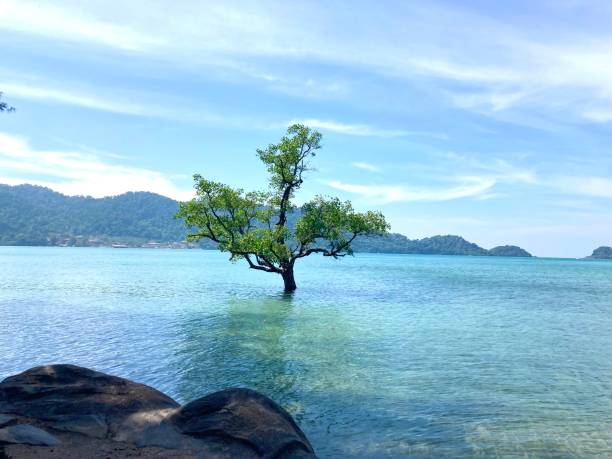 istock A lonely tree in the sea bay 1711540949