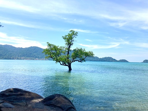 A lonely tree in the sea bay, Koh Chang, Thailand