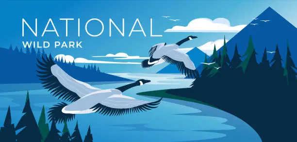 Vector illustration of Flying Canadian Geese over forest mountains. Lake landscape with calm water. Blue and green. National wildlife park, tourism and travel advertising. Vector illustration